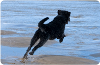 paws 4 fun paws 4 fun